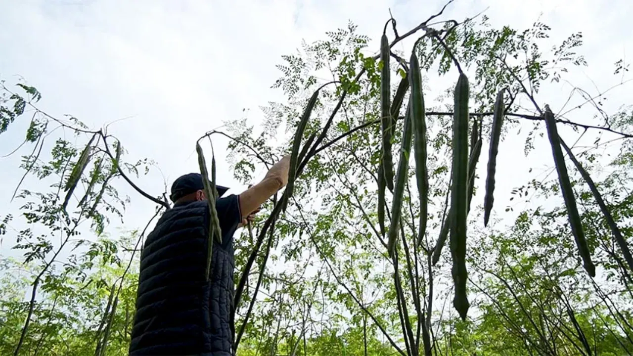 Alberi di Moringa con i lunghi baccelli nel campo di Sorso