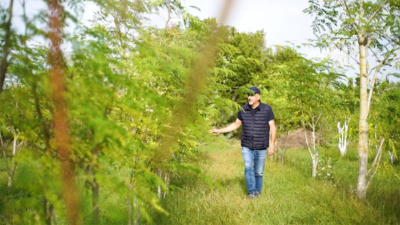 Visita guidata alla piantagione di Moringa a Sorso con Domenico Vargiu
