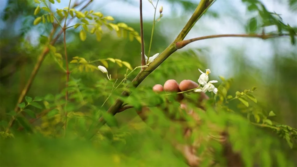 Fiori bianchi di Moringa oleifera