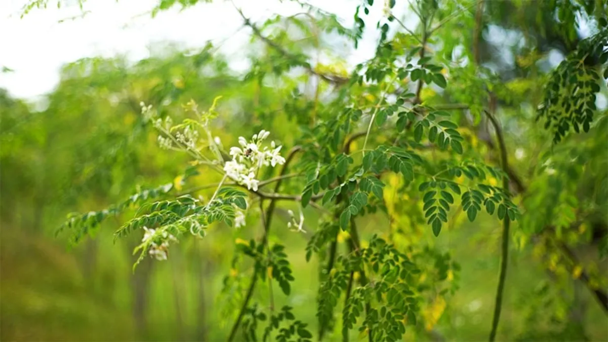Rami di Moringa oleifera in fiore