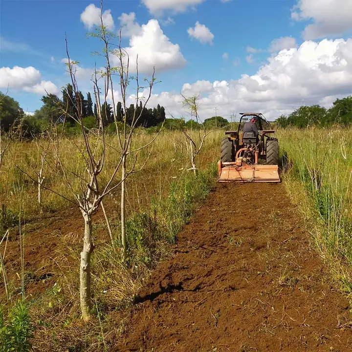 Lavorazione del terreno tra i filari di Moringa