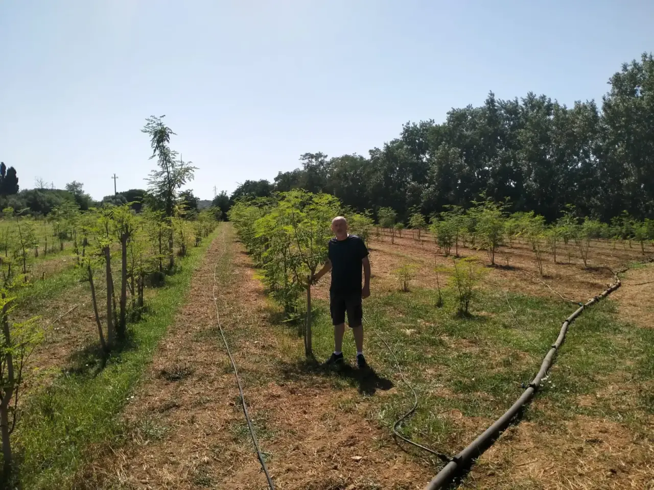 Filari di giovani alberi di Moringa nel campo di Sorso