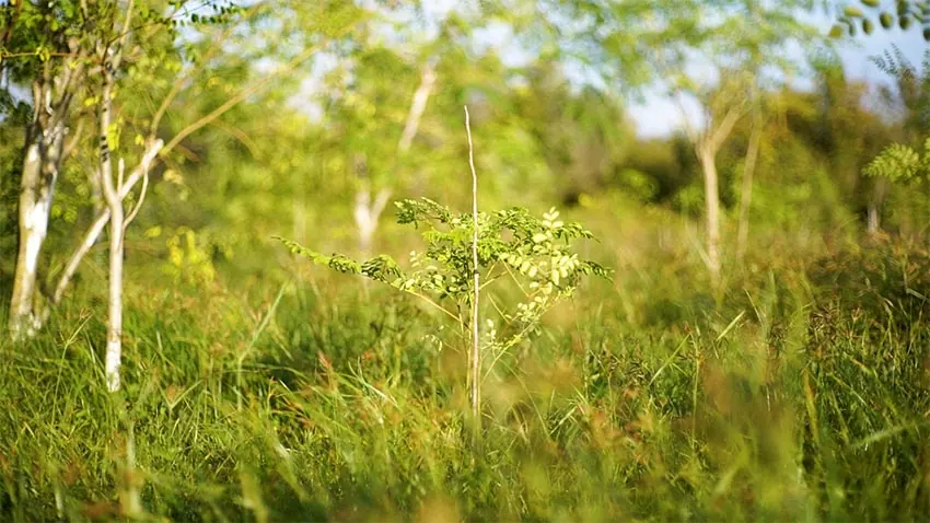 Una giovane pianta di Moringa nel campo di Sorso