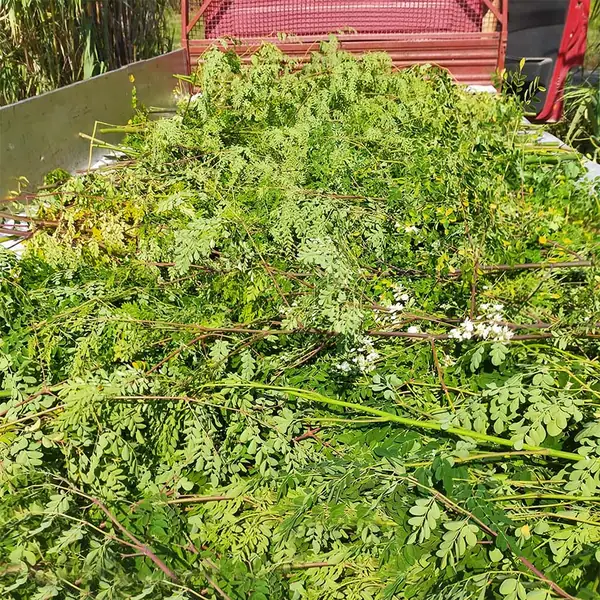 Rami di Moringa appena raccolti, carichi di foglie fresche