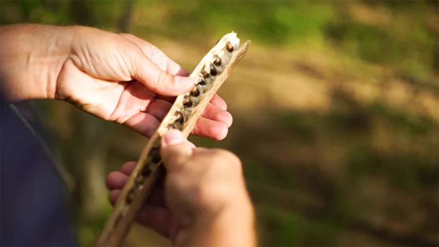 Mani che aprono un baccello di Moringa con i semi