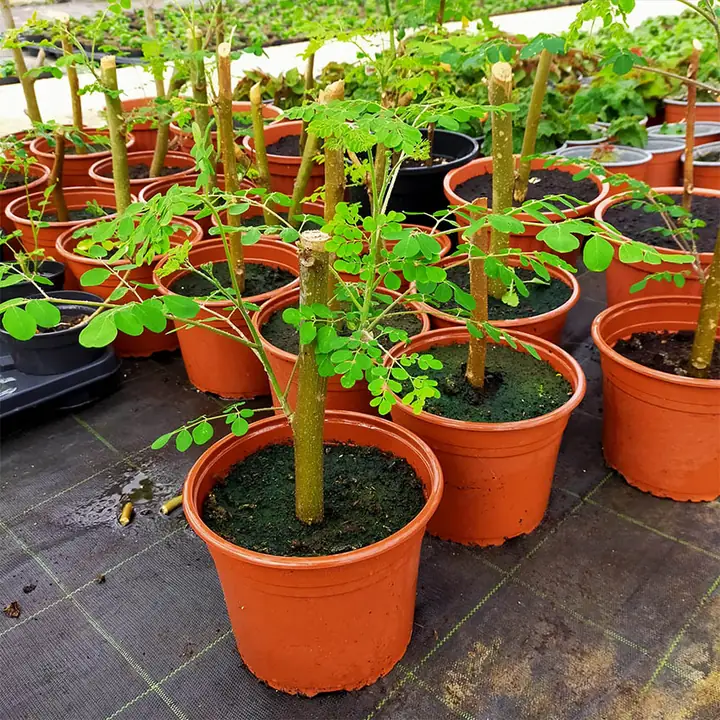 Giovani piante di Moringa in vaso, in serra