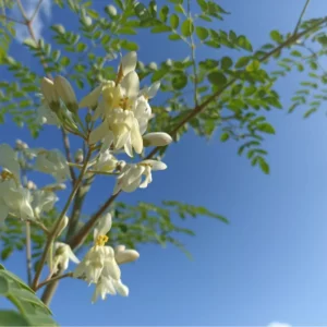 Moringa oleifera in fiore