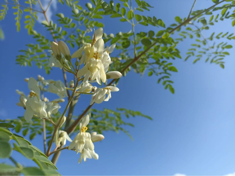 Moringa Oleifera in fiore