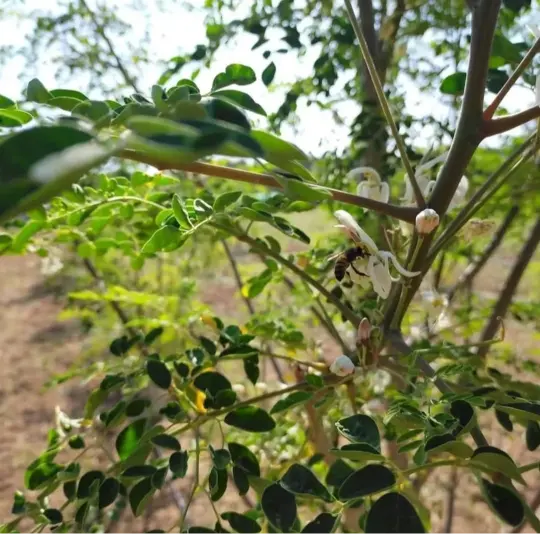 Ape su un fiore di Moringa Oleifera in Sardegna